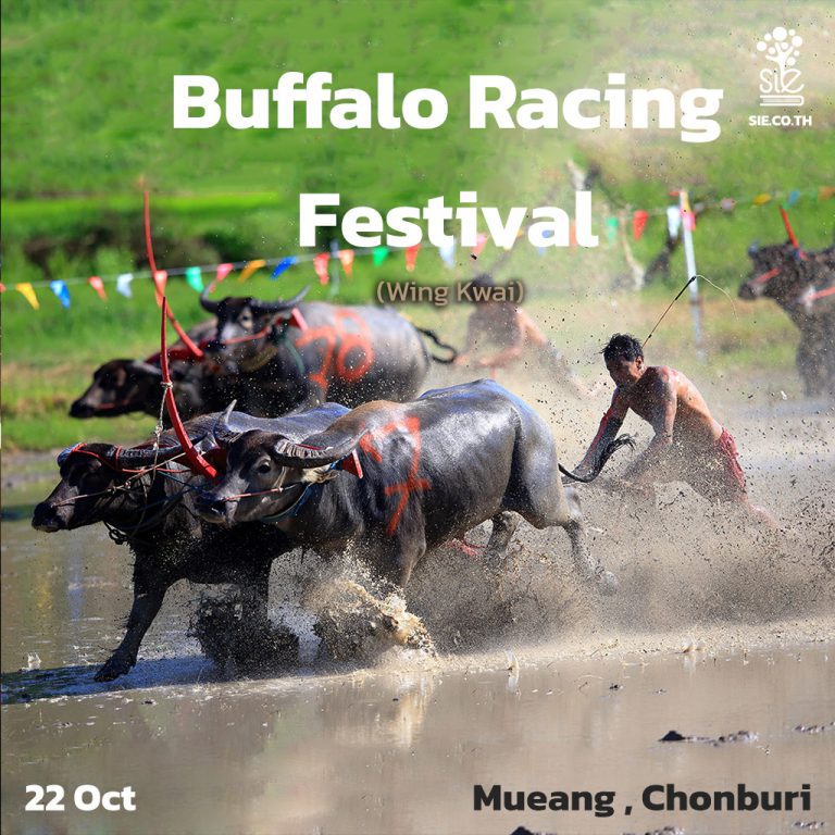 Buffalo-Racing-Festival